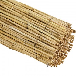 Καλαμωτή Μασίφ 100x300